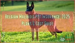 belgian malinois pet insurance
