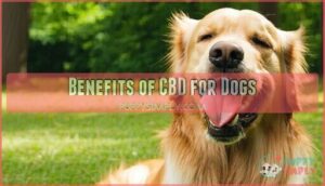 benefits of cbd for dogs