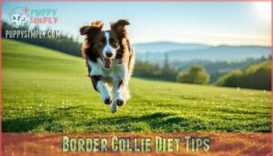 border collie diet tips
