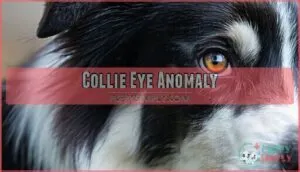 collie eye anomaly