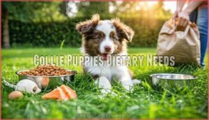 collie puppies dietary needs