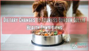 dietary changes to address border collie health conditions