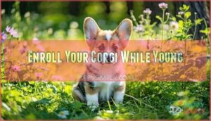 enroll your corgi while young