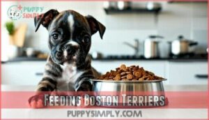feeding boston terriers