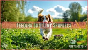 feeding brittany spaniels