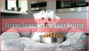 feeding guidelines for adult maltese