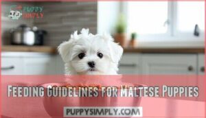 feeding guidelines for maltese puppies