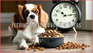feeding schedule for cavaliers