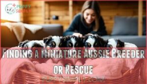 finding a miniature aussie breeder or rescue