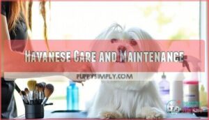 havanese care and maintenance