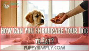 how can you encourage your dog to eat