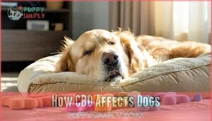 how cbd affects dogs