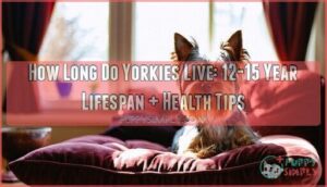 how long do yorkies live yorkie lifespan