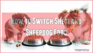 how to switch shetland sheepdog food