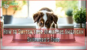 how to switch your miniature american shepherd's food