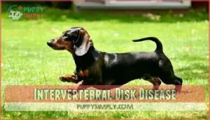 intervertebral disk disease intervertebral disk disease