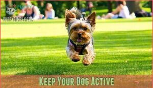 keep your dog active