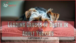leading causes of death in adult yorkies