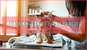 maintaining longer yorkie haircuts