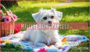 maltese aging process