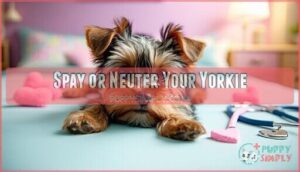 spay or neuter your yorkie