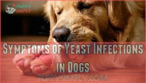 symptoms of yeast infections in dogs