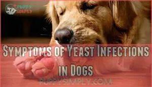 symptoms of yeast infections in dogs symptoms of yeast infections in dogs