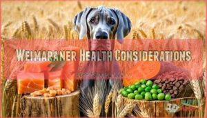 weimaraner health considerations