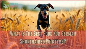 what is the best food for german shorthaired pointers