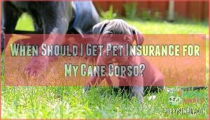 when should i get pet insurance for my cane corso