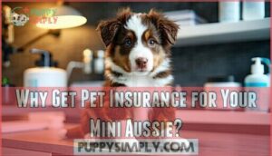 why get pet insurance for your mini aussie