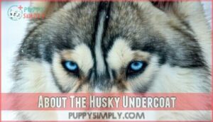 about the husky undercoat