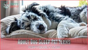 adult dog sleep patterns