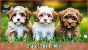 age of the puppy