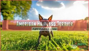 american hairless terrier