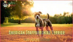 american staffordshire terrier