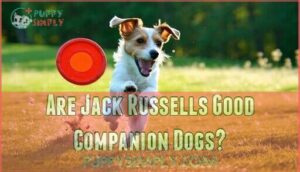 are jack russells good companion dogs