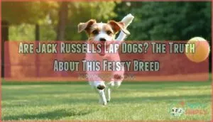 are jack russells lap dogs