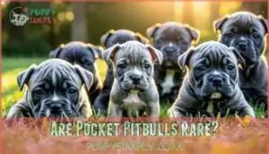 are pocket pitbulls rare
