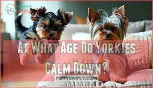 at what age do yorkies calm down