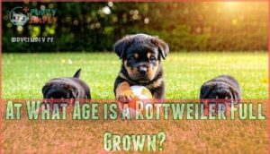 at what age is a rottweiler full grown