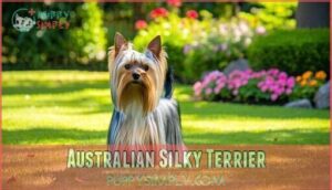 australian silky terrier
