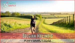 belgian malinois