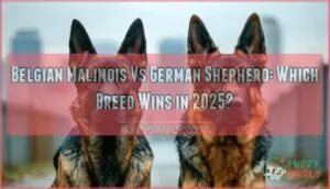 belgian malinois vs german shepherd