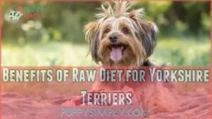 benefits of raw diet for yorkshire terriers