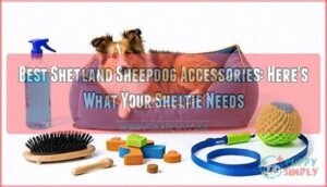 best shetland sheepdog accessories heres what your sheltie needs