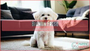 bichon frise