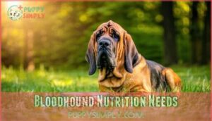 bloodhound nutrition needs