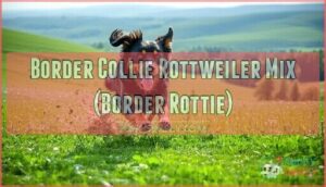 border collie rottweiler mix (border rottie)
