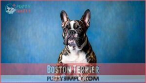 boston terrier